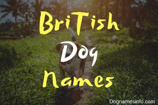 Unique British Dog Names: 350+ Popular Name Ideas for Puppies