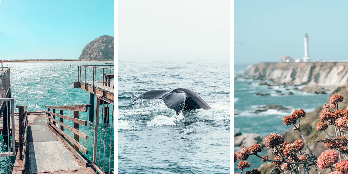 The Ultimate Guide to Whale Watching in California: 42 Places & When to Go