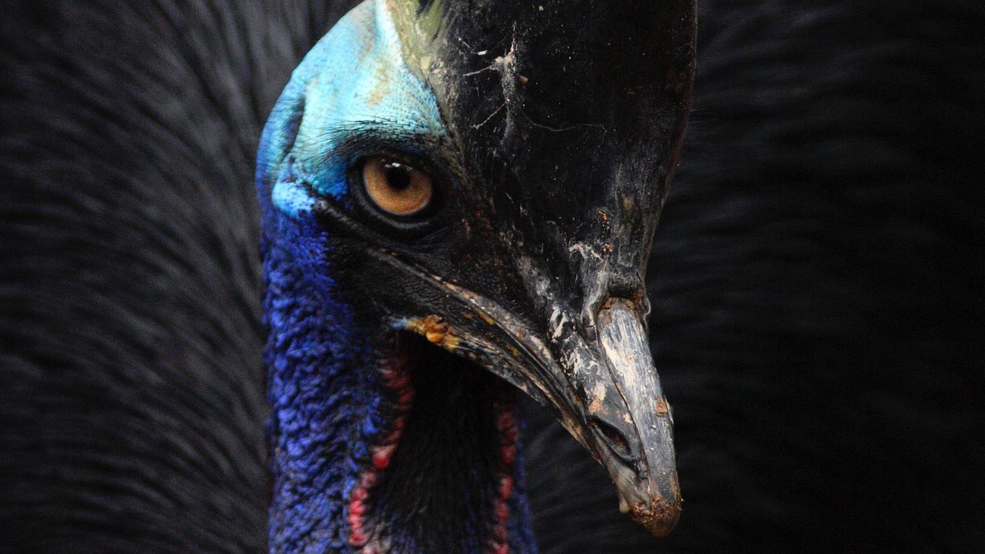 The world's most dangerous bird just killed a man in Florida