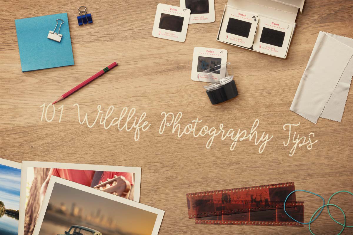 101 Wildlife Photography Tips