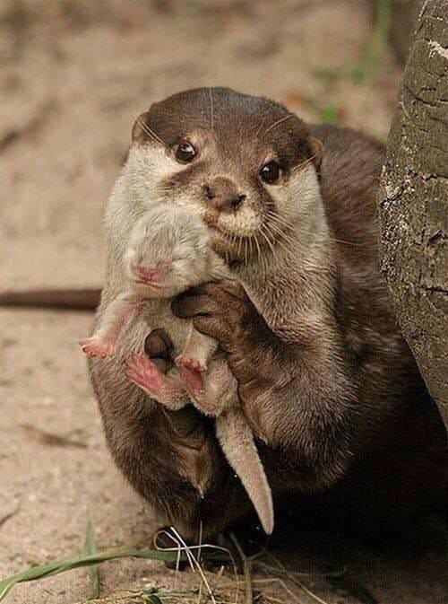An Otter showing you its baby.