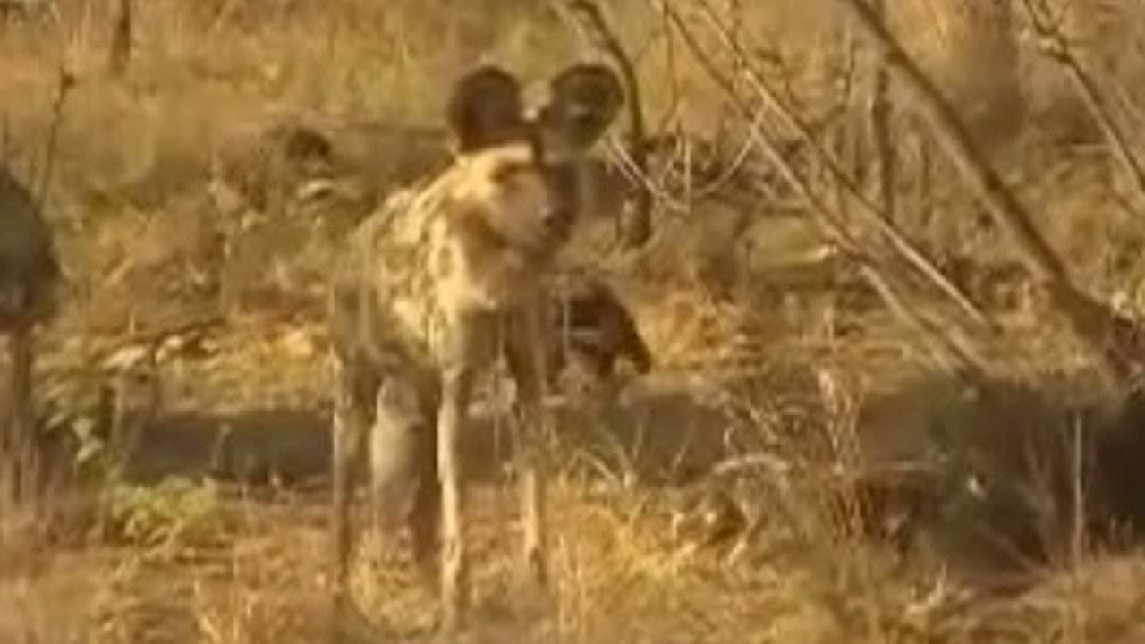 Wild Puppy Rescue by African Bush Team | BBC Studios