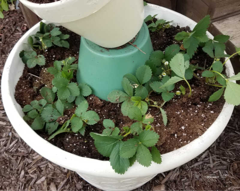 make your own strawberry container garden
