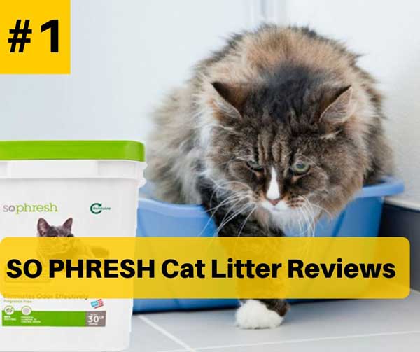 So Phresh Cat Litter Reviews in 2020