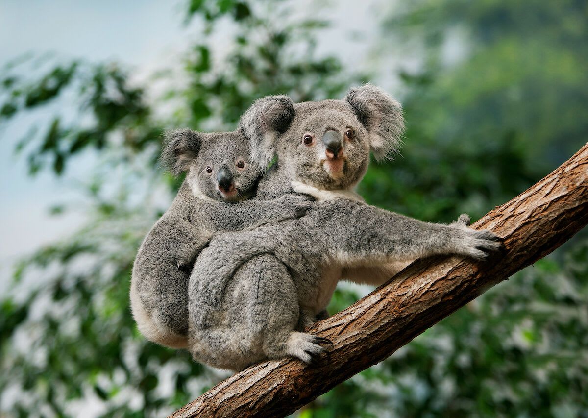Australia will be using drones to count its declining koala population