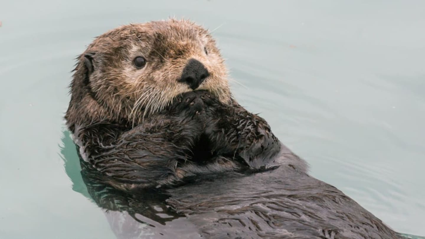 Fun Fact: Otters Love to Juggle, But Scientists Aren't Sure Why