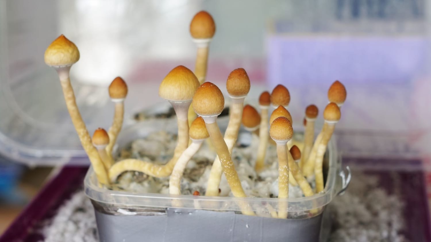 Terminally ill Canadians win right to use magic mushrooms for end-of-life stress