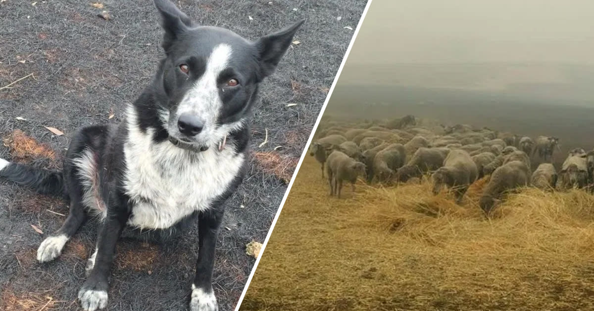 Border Collie Saves Flock Of Sheep From Wall Of Fire In Australia