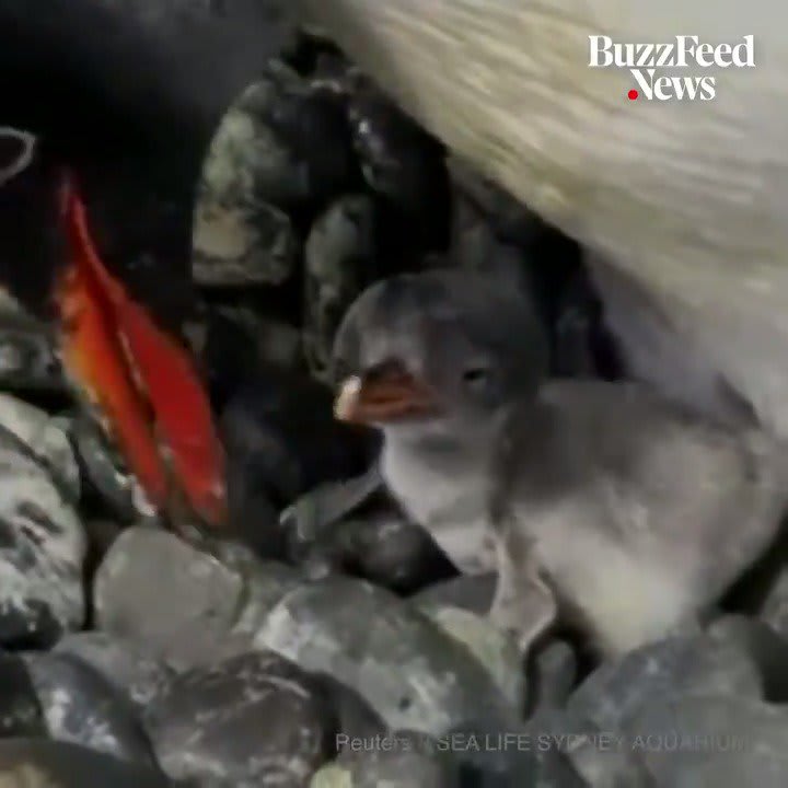 A same-sex penguin couple welcomed a new baby chick to their family 🐧