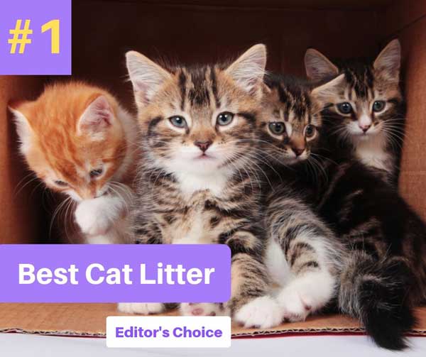 What is the Best Cat Litter for Multiple Cats in 2020?