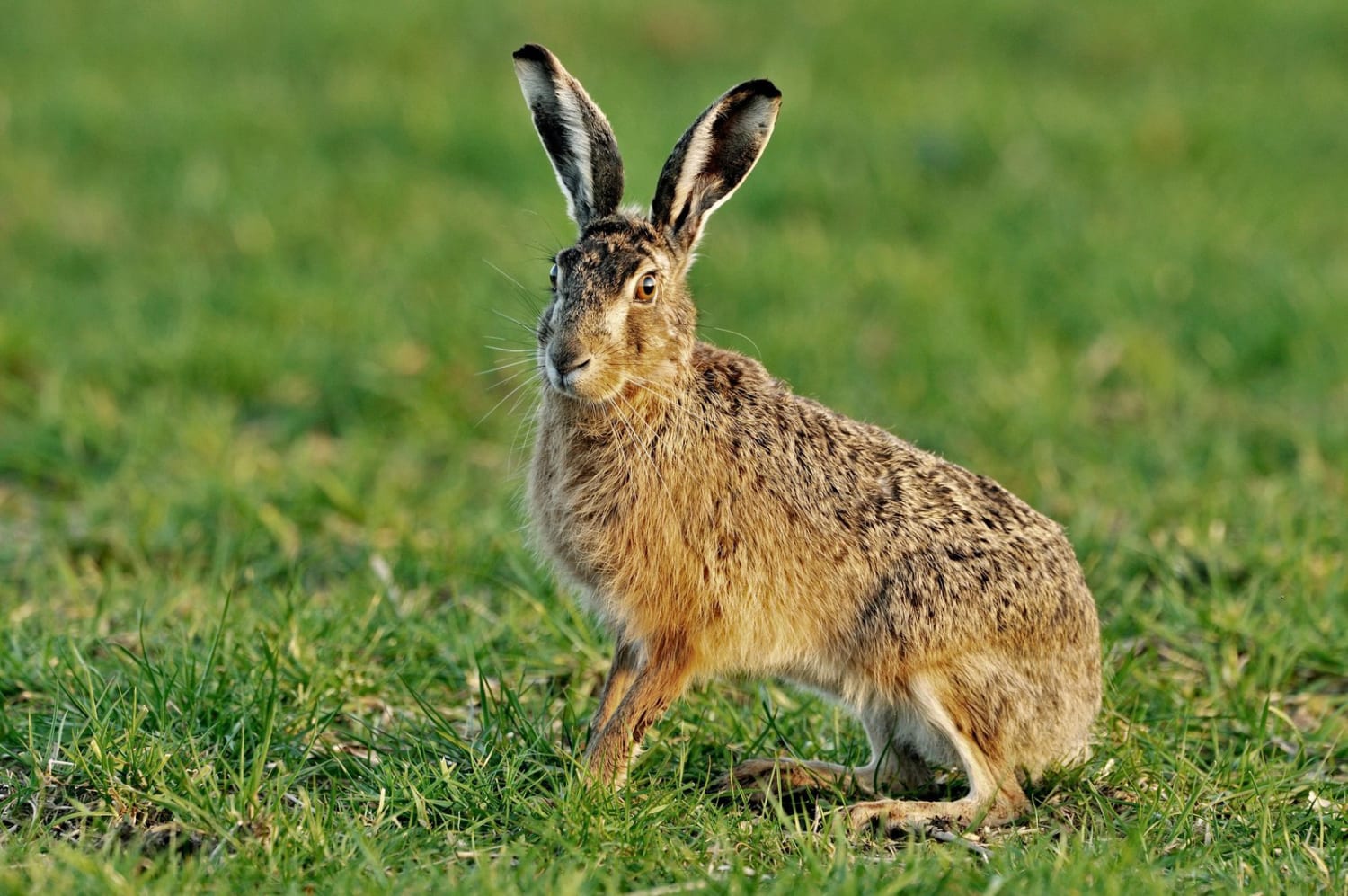 Hares and Chickens Were Revered as Gods—Not Food—in Ancient Britain