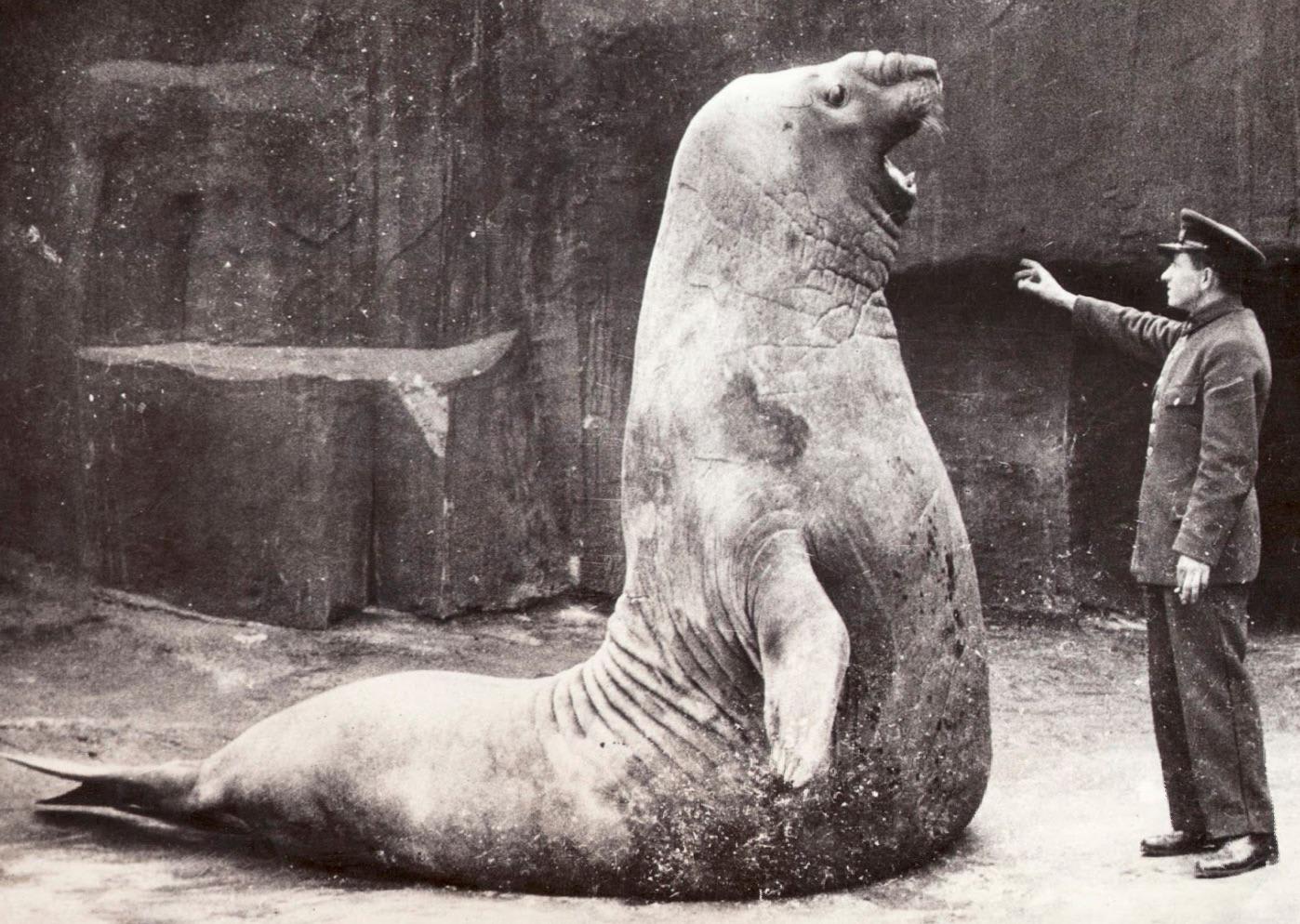 Roland, a gargantuan 4,000 pound male Elephant Seal that lived at the Berlin zoo, circa 1930’s