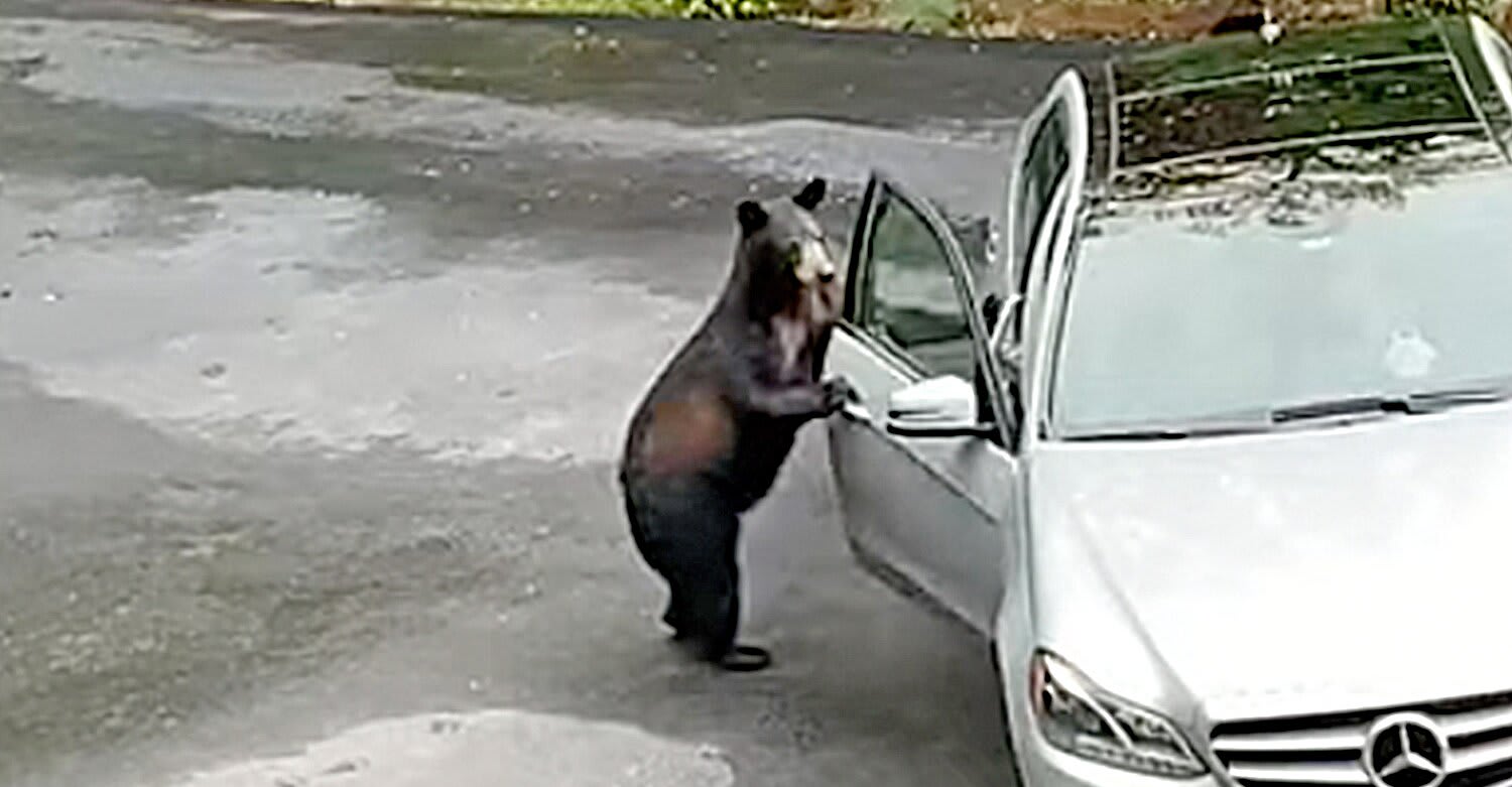 Bear Attempts to Break Into Mercedes, But Owners Scream So Loud They Scare It Off