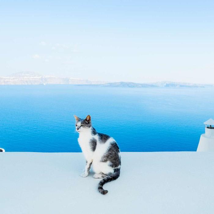 Animal Sanctuary on the Greek Island of Syros Wants to Pay You to Take Care of 55 Cats