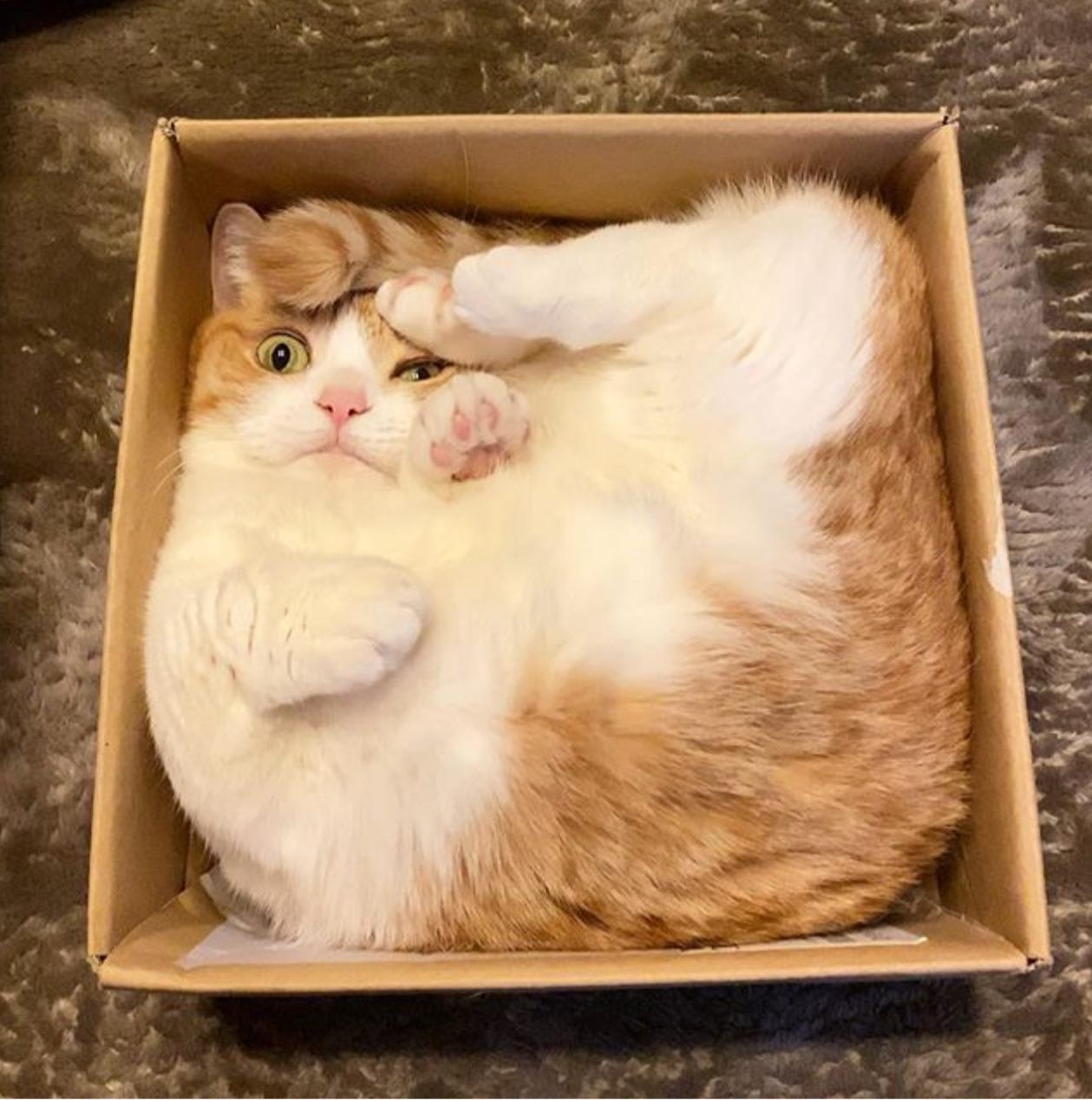 Purrfect fit