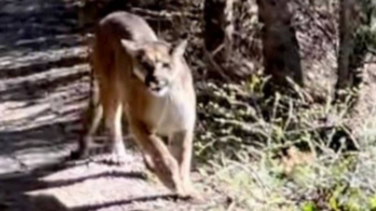 Man Chased By Cougar For Five Minutes During Terrifying Hiking Ordeal
