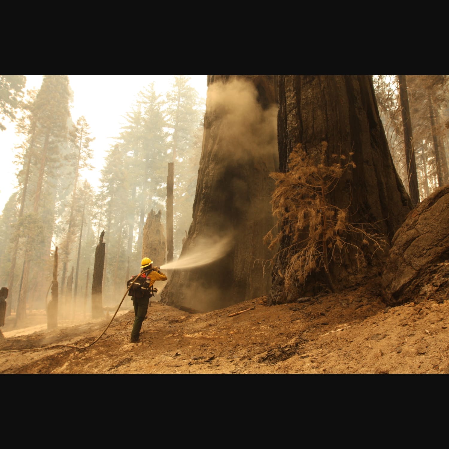 In California, United States of America, a firefighter "sprays down a giant sequoia along the Trail of 100 Giants to extinguish heat." Photo credit: Garrett Dickman / National Park Service