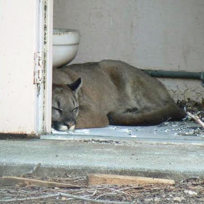Just like your pet cat, mountain lions are particular about their nap stations