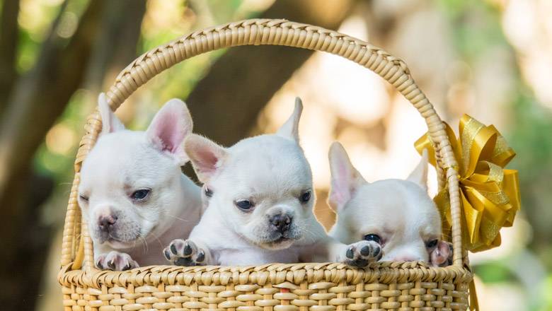 French Bulldog Names Generator