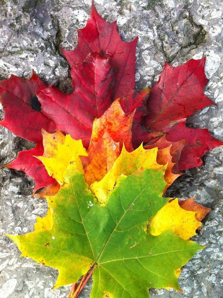 Pin by Daily Doses of Horror & Hallow on Autumn Leaves | Nature photography, Fall pictures, Autum leaves