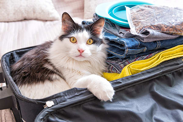 10 Tips for Traveling with Cats on a Road Trip This Summer