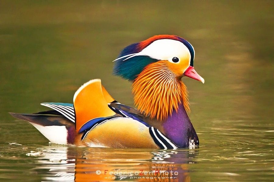 #birds