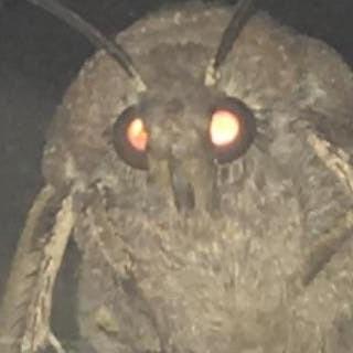 The Meme Begs the Question: Why Are Moths Drawn to Lamps?