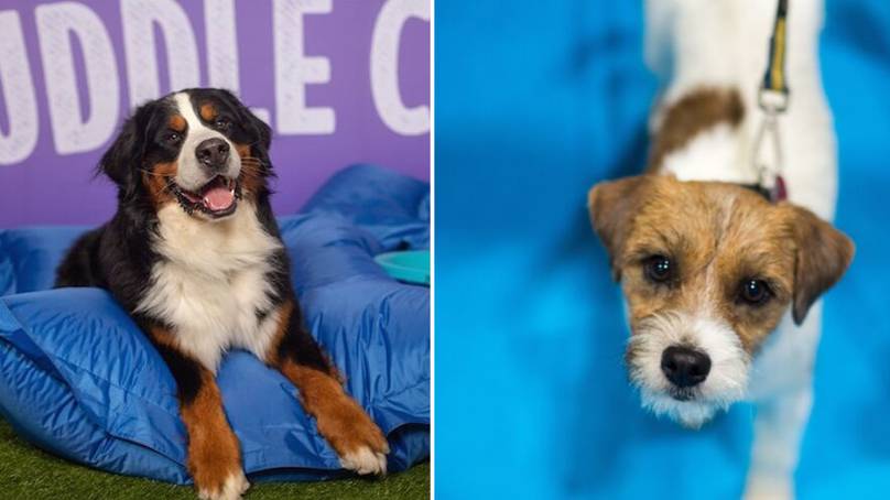 A Doggy Cuddle Corner Will Be In London This Weekend