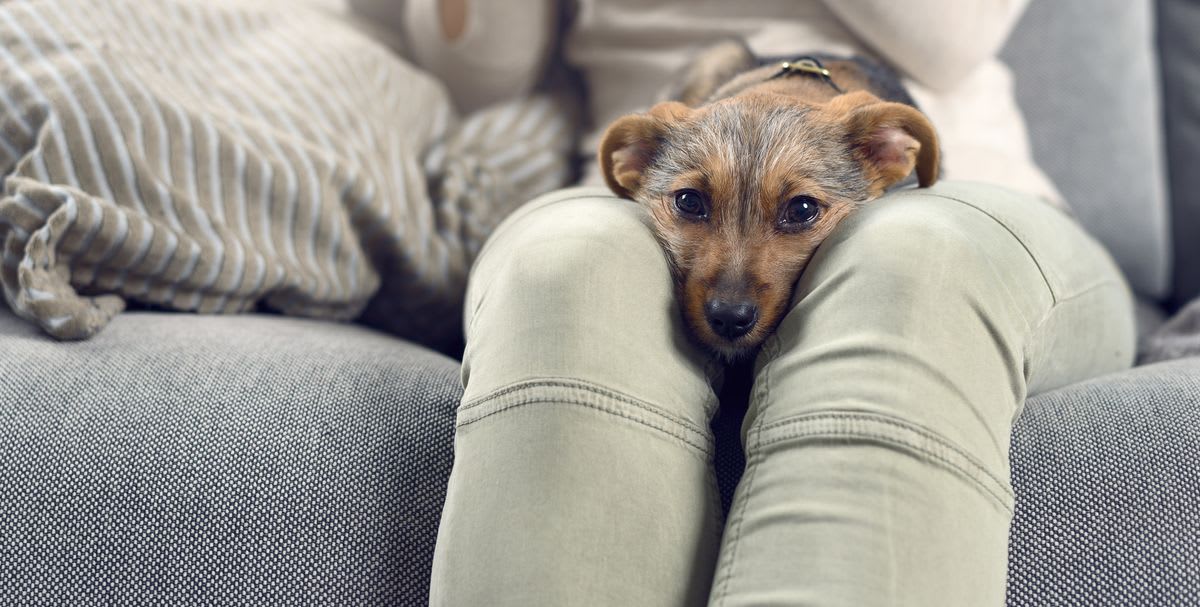 Why Is My Dog Laying On My Feet? And More Dog Owner Questions, Answered