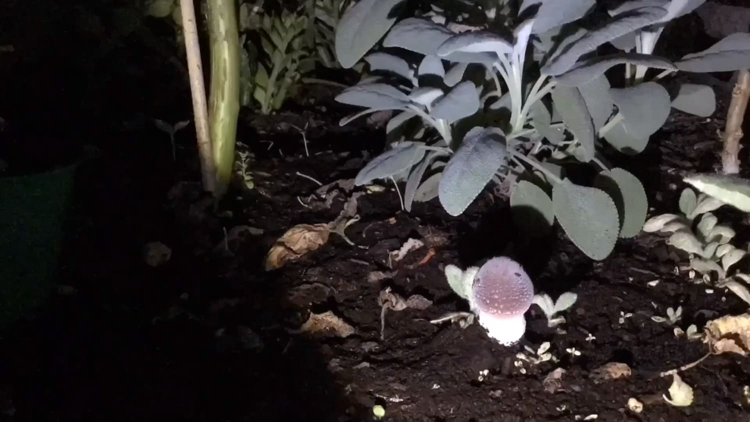 72 hour time lapse of a mushroom growing. Not the best time lapse but it is beautiful