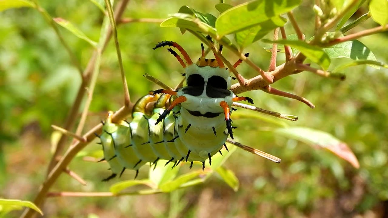 The Hickory Horned Devil: The World's Largest Caterpillar