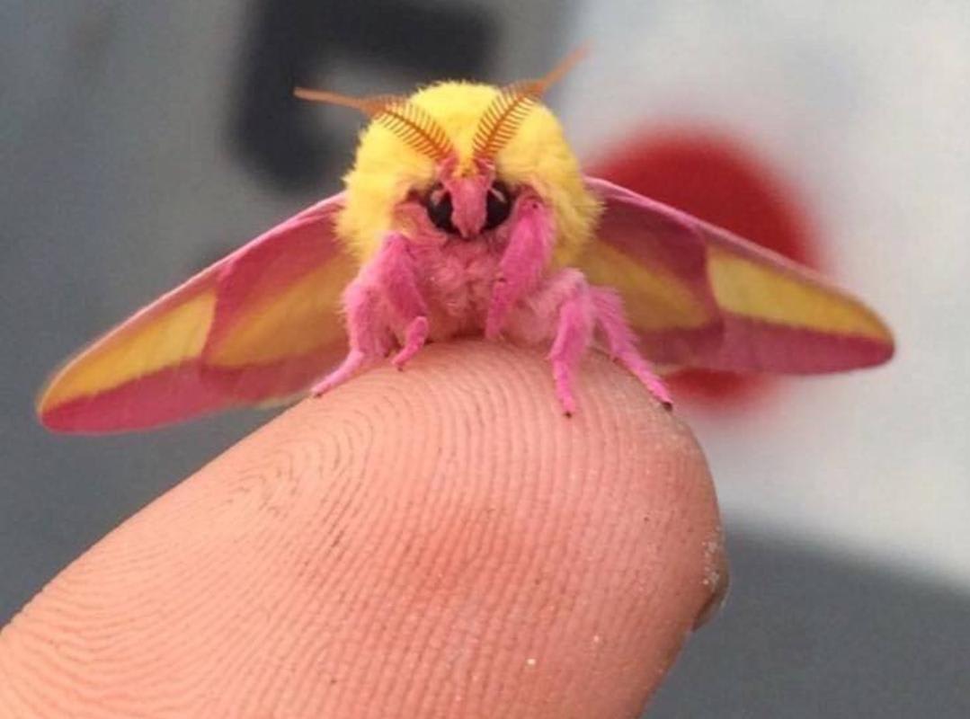 i see your lesbian moth and i present to you: another lesbian moth