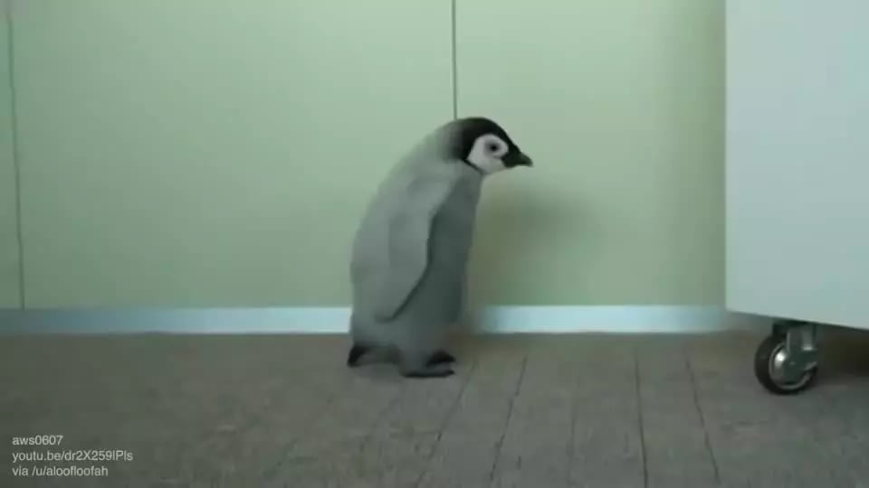 Baby penguin had never seen such bullshit before
