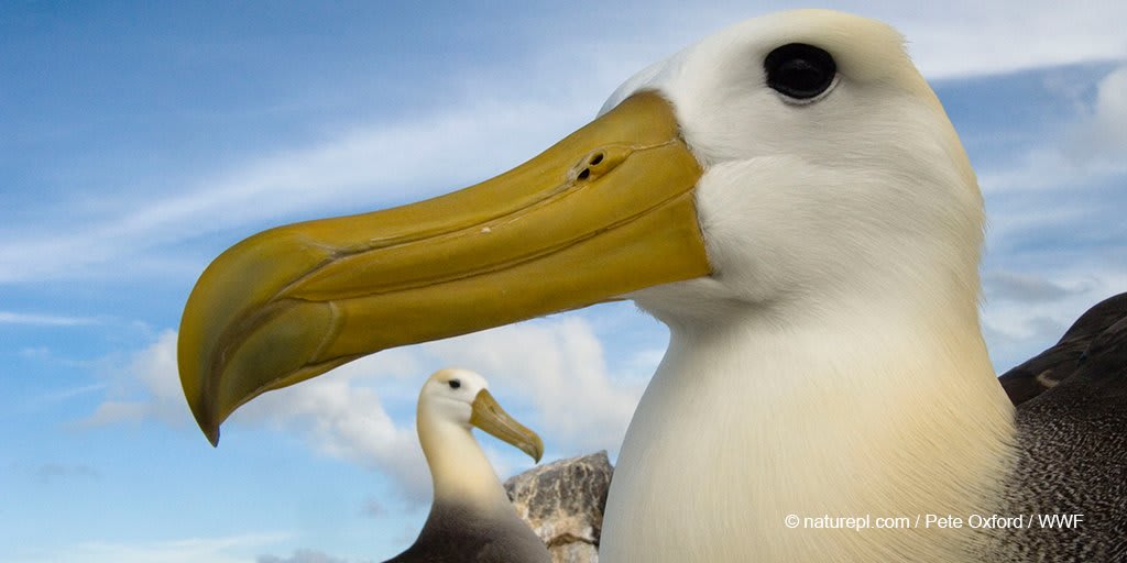 DYK that the waved albatross is under threat from oil slicks & fishing lines? It's time to show your support for nature &