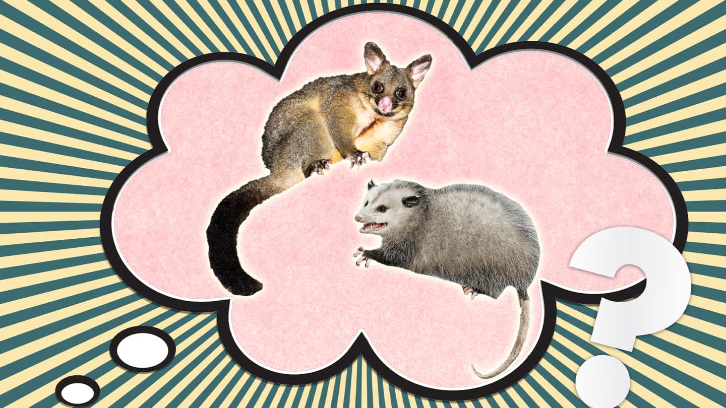 What’s the Difference Between a Possum and an Opossum?