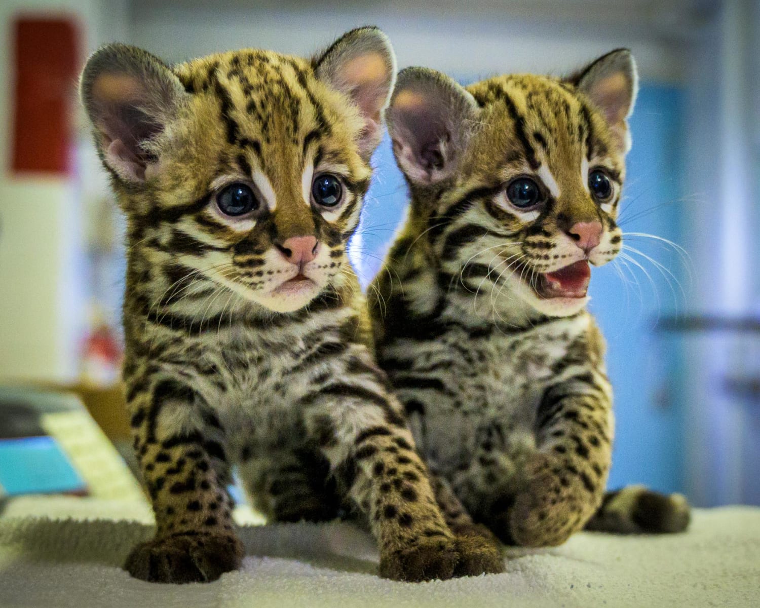 After a gestation period of 2-3 months, a female ocelot gives birth to a litter of 1-3 kittens. They stay with their mother for up to 2 years in the wild. Afterwards, they will establish their own home ranges. In 2019, the Albuquerque Biopark in New Mexico welcomed their first ever ocelot kittens.