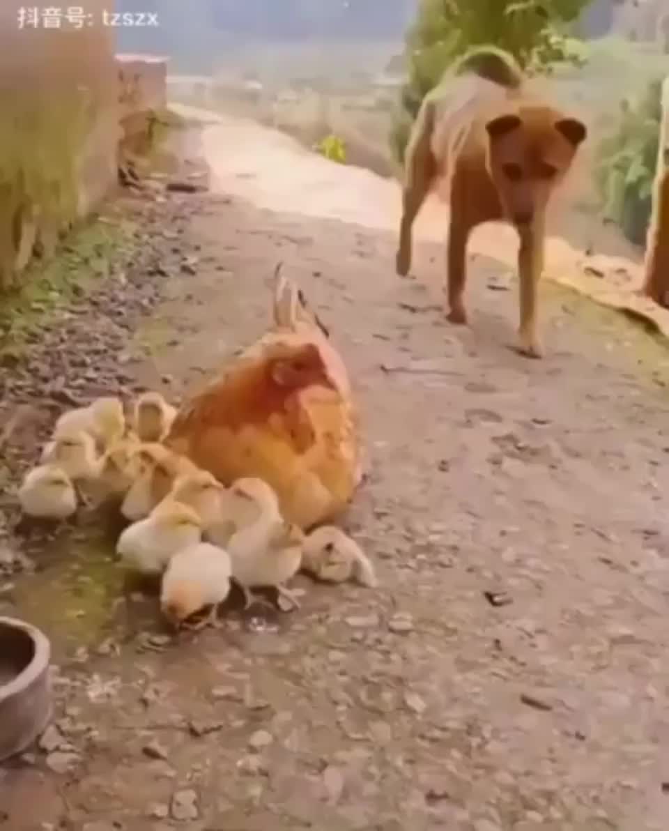 to lie on the chicken