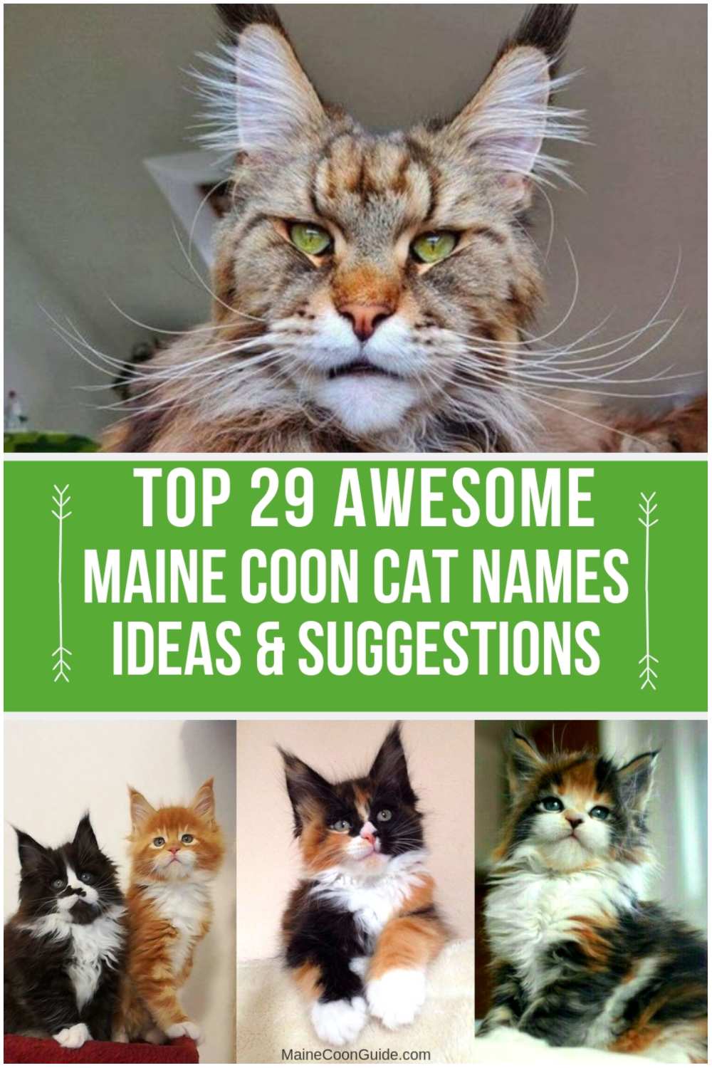 Top 29 Awesome Maine Coon Cat Names Ideas