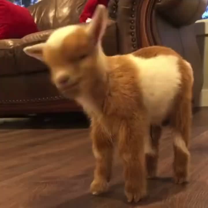 I found happiness when I watched this baby goat