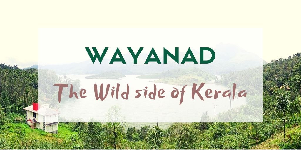 Wayanad Itinerary- Exploring the Wild and Wonderful - Backpack & Explore