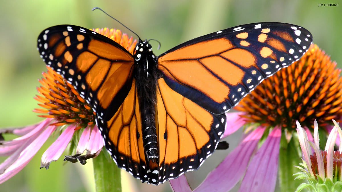 During the fall monarch migration, @journeynorthorg collects reports of roosting monarchs, peak migration events, fall breeding monarchs, or any adult monarch sighting. Join the @nwfsouthcentral pollinator webinar series on July 24 to learn more: