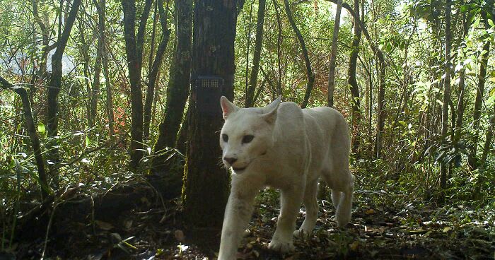 Scientists Confirm The World’s 1st-Ever Images Capturing A Leucistic Puma