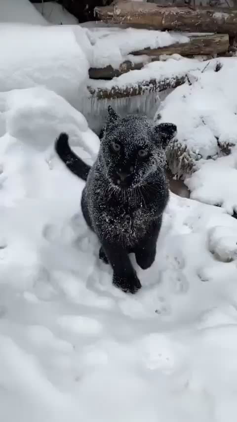 Black leopard in snow