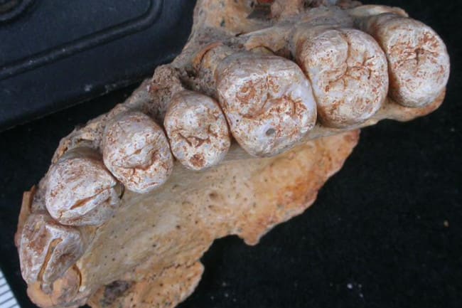 Oldest Human Fossils Outside Africa Push Back Our Timeline...Again