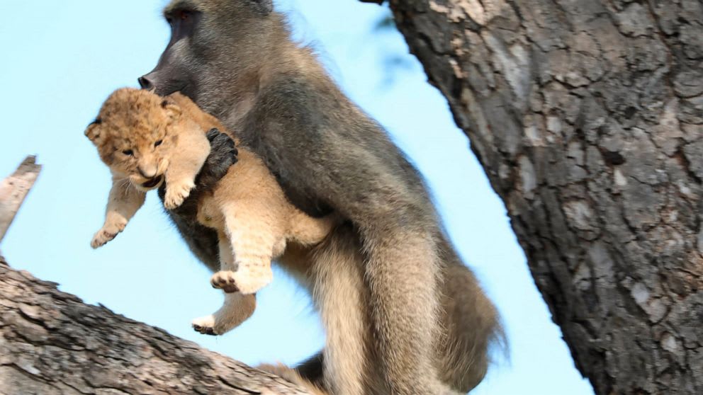 Baboon grooms little lion cub in South Africa's Kruger park