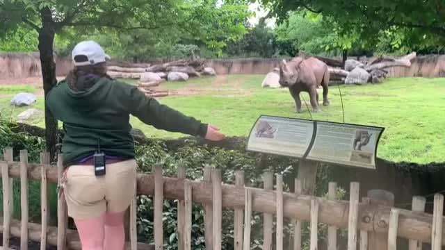 Rhino gets zoomies when he sees his caretaker