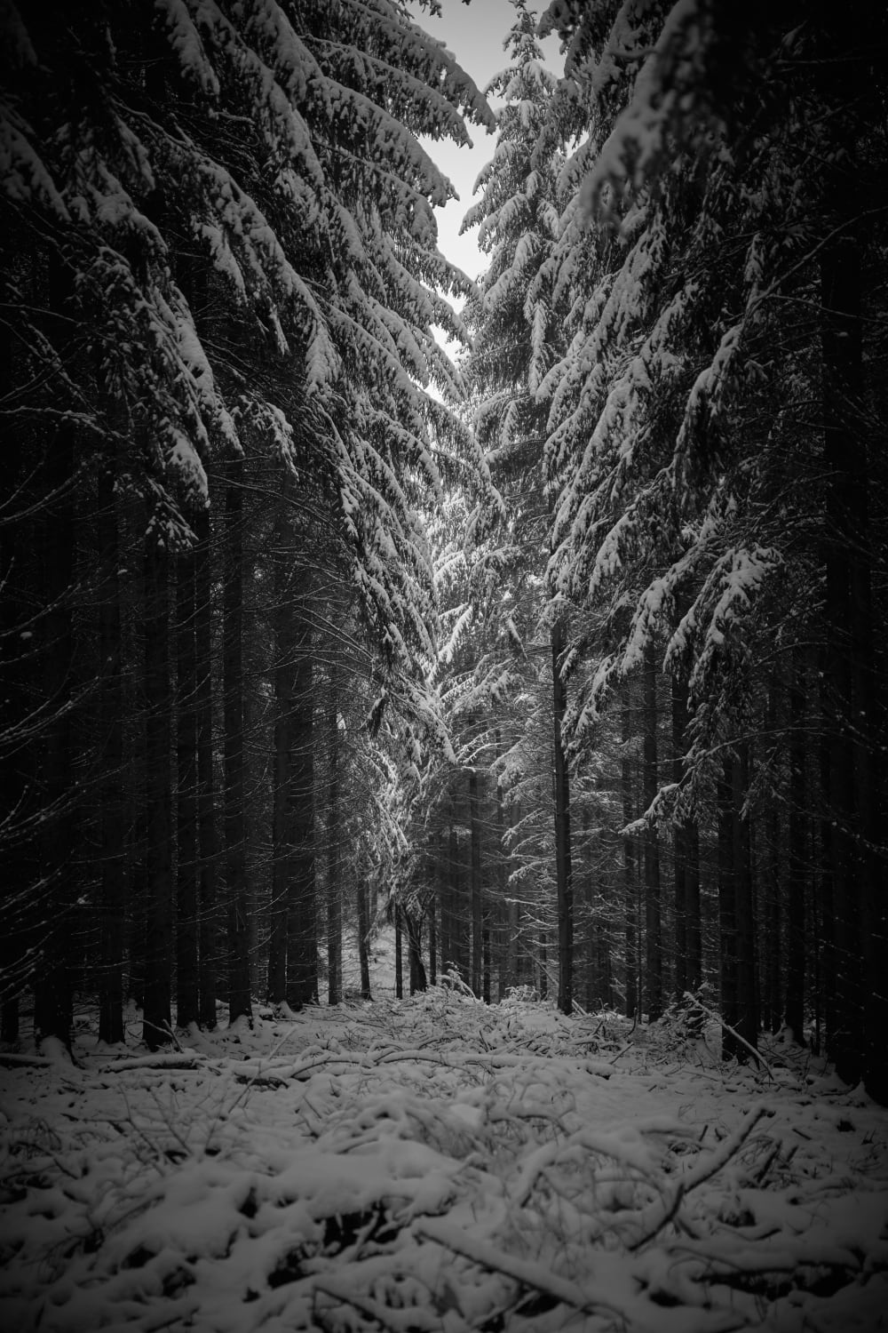 B&W impression of a walk in a snowy forest in Saxony, Germany
