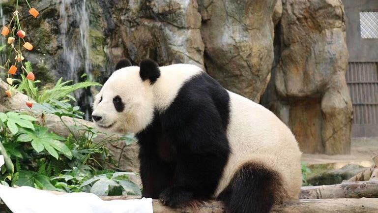 Giant pandas in Hong Kong zoo finally mate after nine years of trying, bringing hope to a threatened species