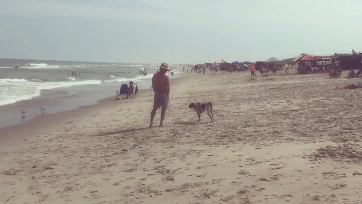 Saw this good boi at the beach today