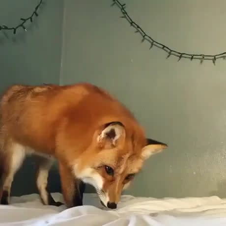 Fox thinks sheets are snow